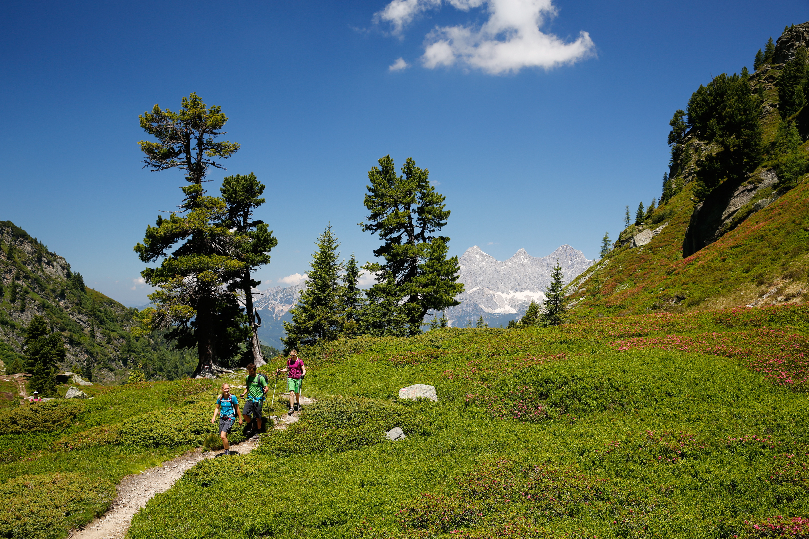 Sommerurlaub auf der Fageralm Bild 1